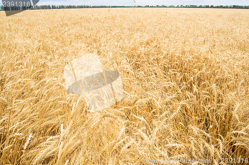 Image of field of wheat