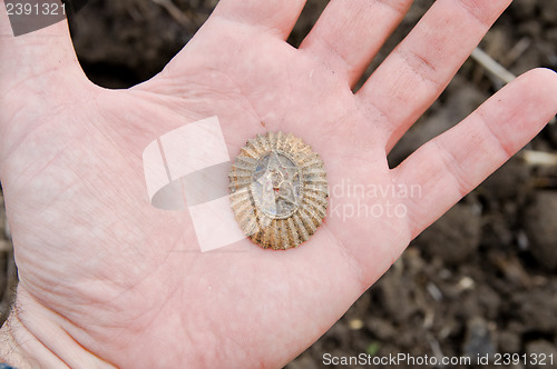 Image of old soviet cockade in hand