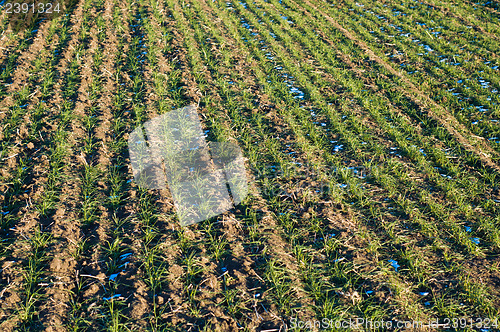 Image of rows in field