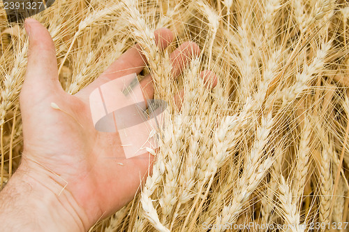 Image of gold harvest in hand over field