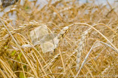 Image of corn