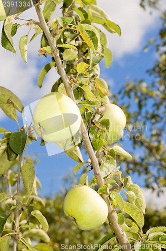 Image of harvest of ripe green apples on a branch