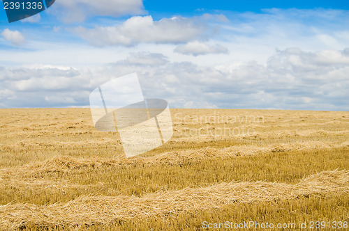 Image of yellow field