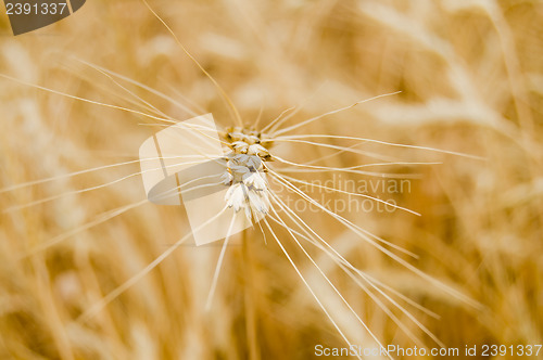Image of single ear