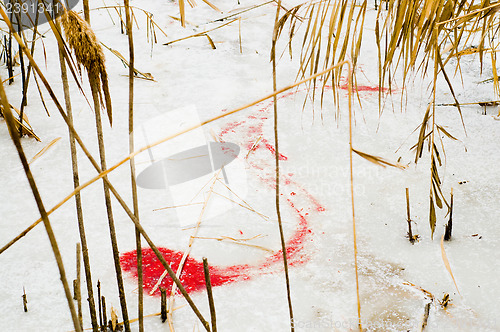 Image of animals blood over snow