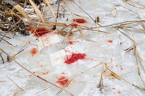 Image of animals blood over snow