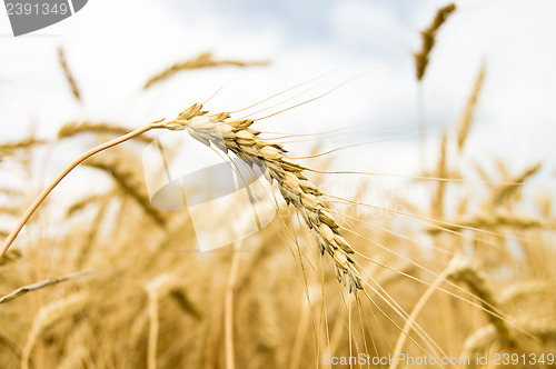 Image of golden wheat field in summer