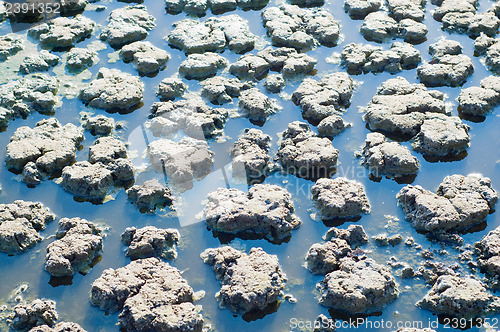 Image of surface of bog after a rain