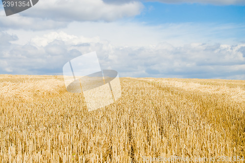 Image of after harvesting