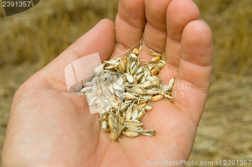 Image of corn in hand