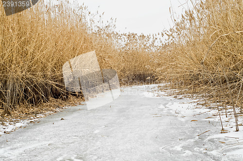 Image of Winter thickets of reeds covered with frost