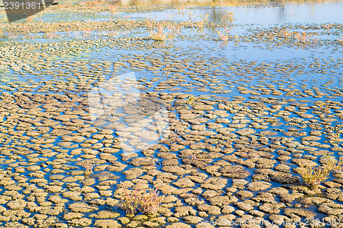 Image of swamp land