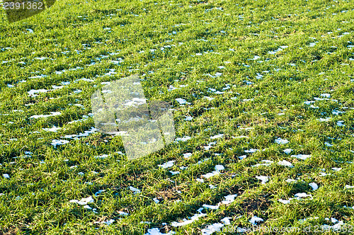 Image of green rows