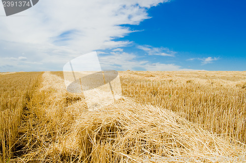 Image of straw