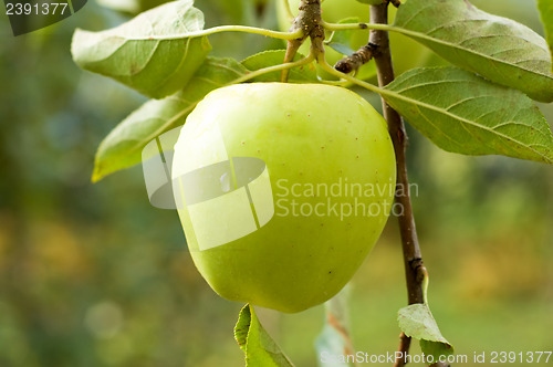 Image of apple