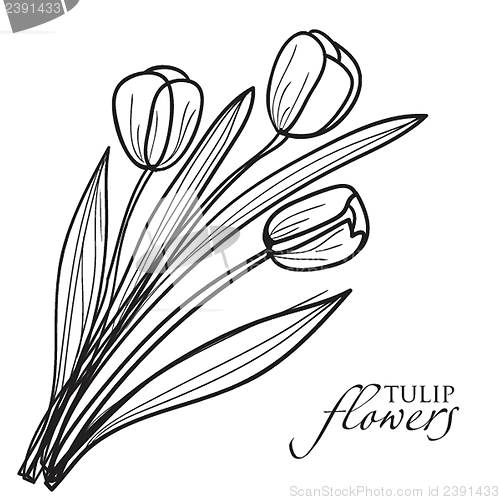 Image of Tulip flowers sketch.