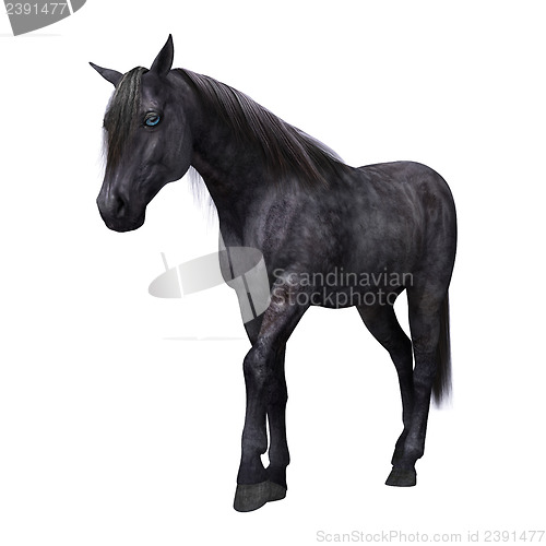 Image of Black Horse with Blue Eyes