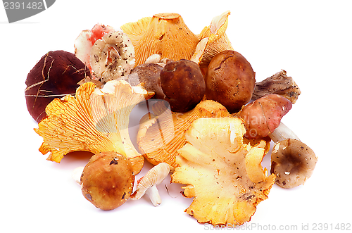 Image of Forest Mushrooms