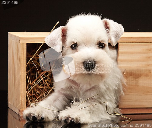 Image of Miniature schnauzer puppy