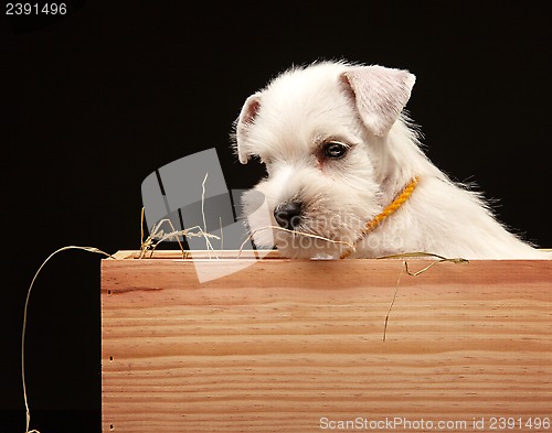 Image of Miniature schnauzer puppy