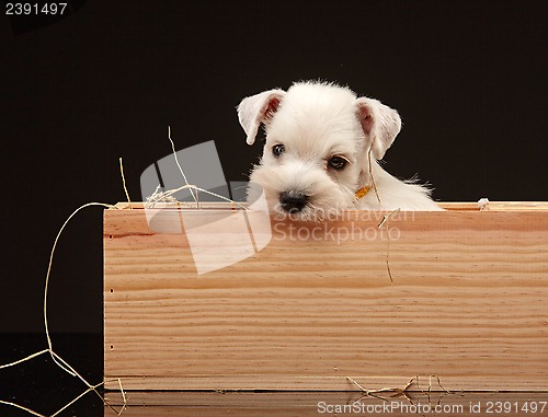 Image of Miniature schnauzer puppy