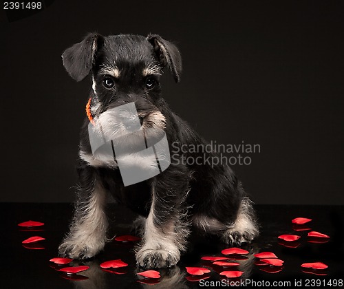 Image of Miniature schnauzer puppy