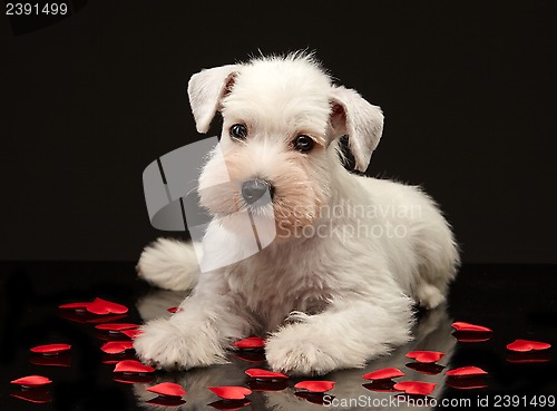 Image of Miniature schnauzer puppy