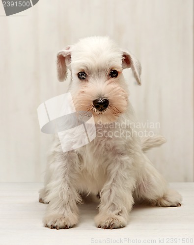 Image of Miniature schnauzer puppy