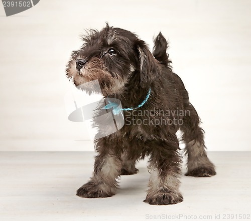 Image of Miniature schnauzer puppy