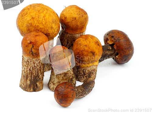 Image of Orange-Cap Boletus