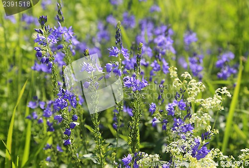 Image of Beautiful wildflowers