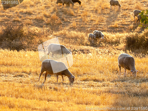 Image of Sheep grazing in a paddock