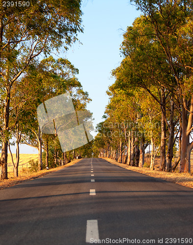 Image of Tree-lined tarred road