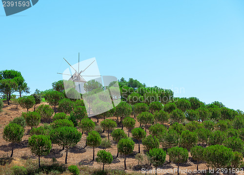 Image of Windmill above a plantation of trees