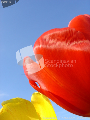 Image of Summer Tulips