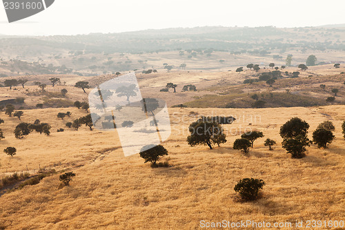 Image of Rural landscape with grassland and a mist