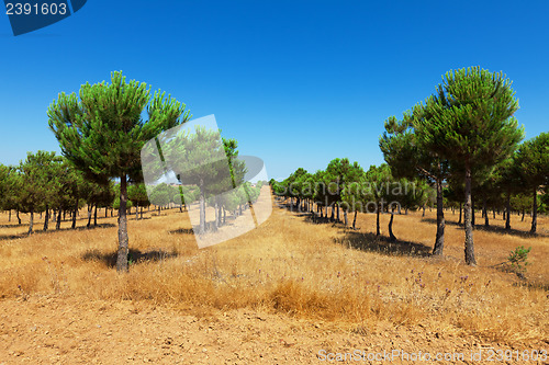 Image of Evergreen fir plantation