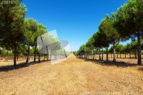 Image of Evergreen fir plantation