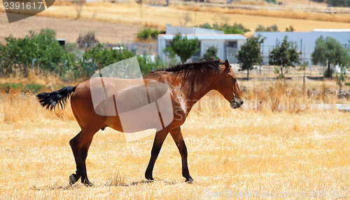 Image of Horse walking through a pasture