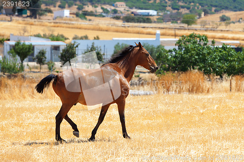 Image of Horse walking through a pasture