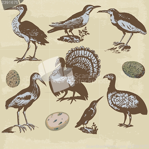 Image of Vintage birds illustrations. Vector set