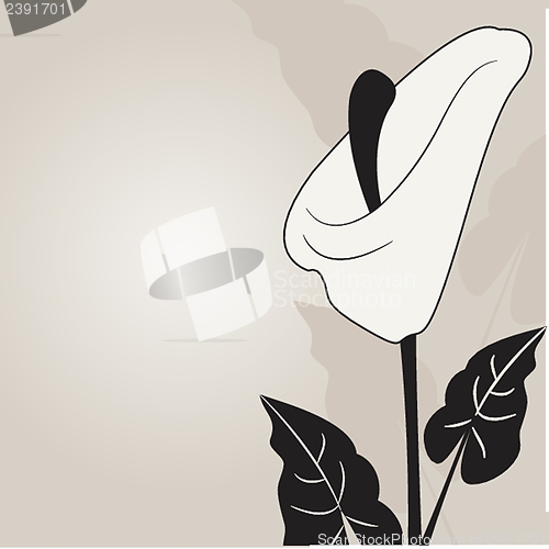 Image of Vector illustration of calla lilies