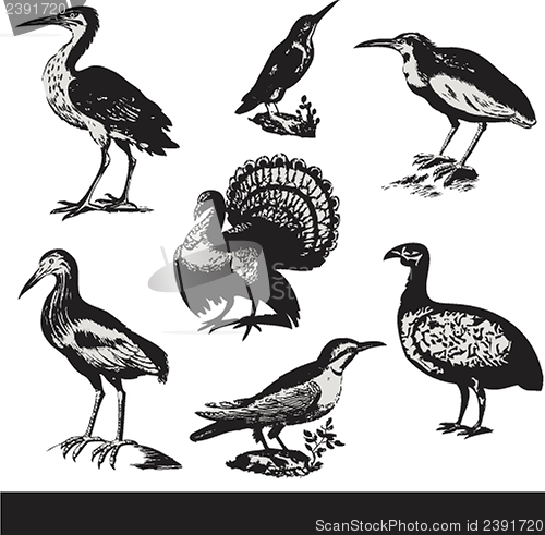 Image of Vintage birds illustrations. Vector set