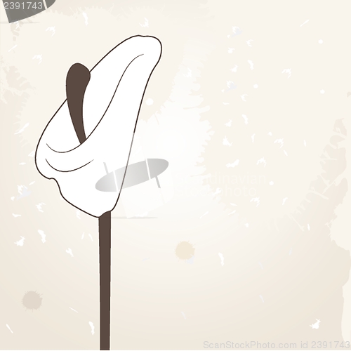 Image of Vector illustration of calla lilies