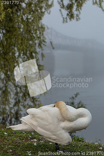 Image of Early morning rest