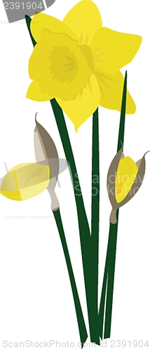 Image of Dafodills on grunge background. Vector illustration