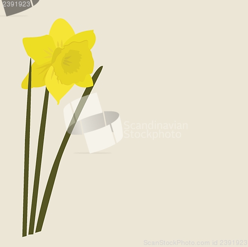 Image of Dafodills on grunge background. Vector illustration