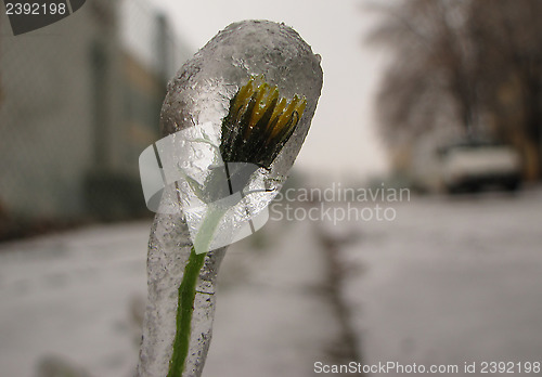 Image of Frozen world