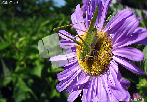 Image of Tettigonia viridissima