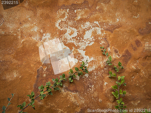 Image of Grunge garden wall